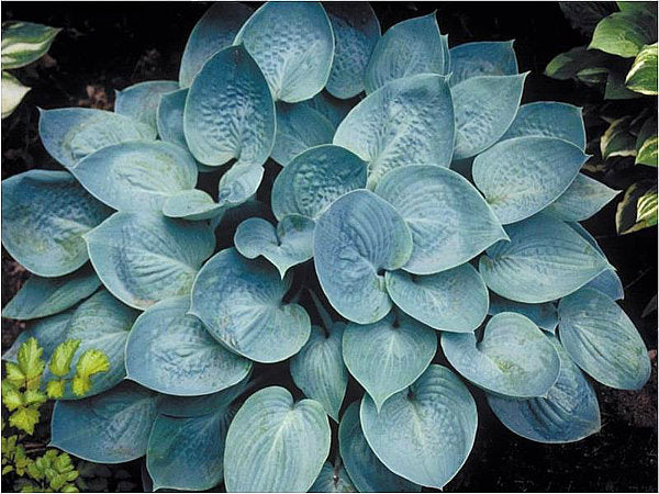 Hosta 'Prairie Sky'