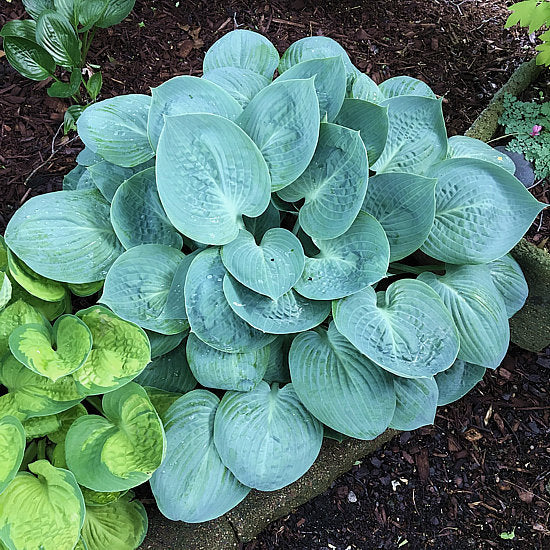 Hosta 'Prairie Sky'