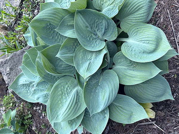 Hosta 'Prairie Sky'