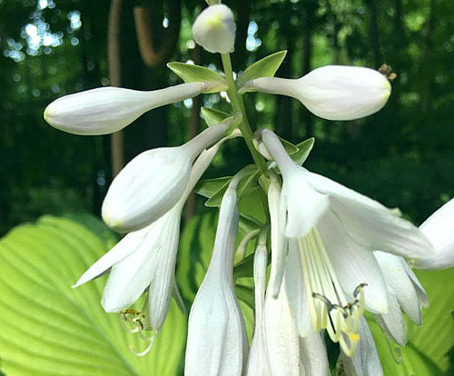 Hosta 'Prairie's Edge'