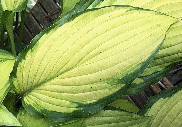 Hosta 'Prairie's Edge'