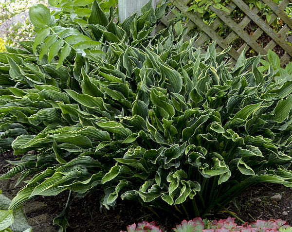 Hosta 'Praying Hands'