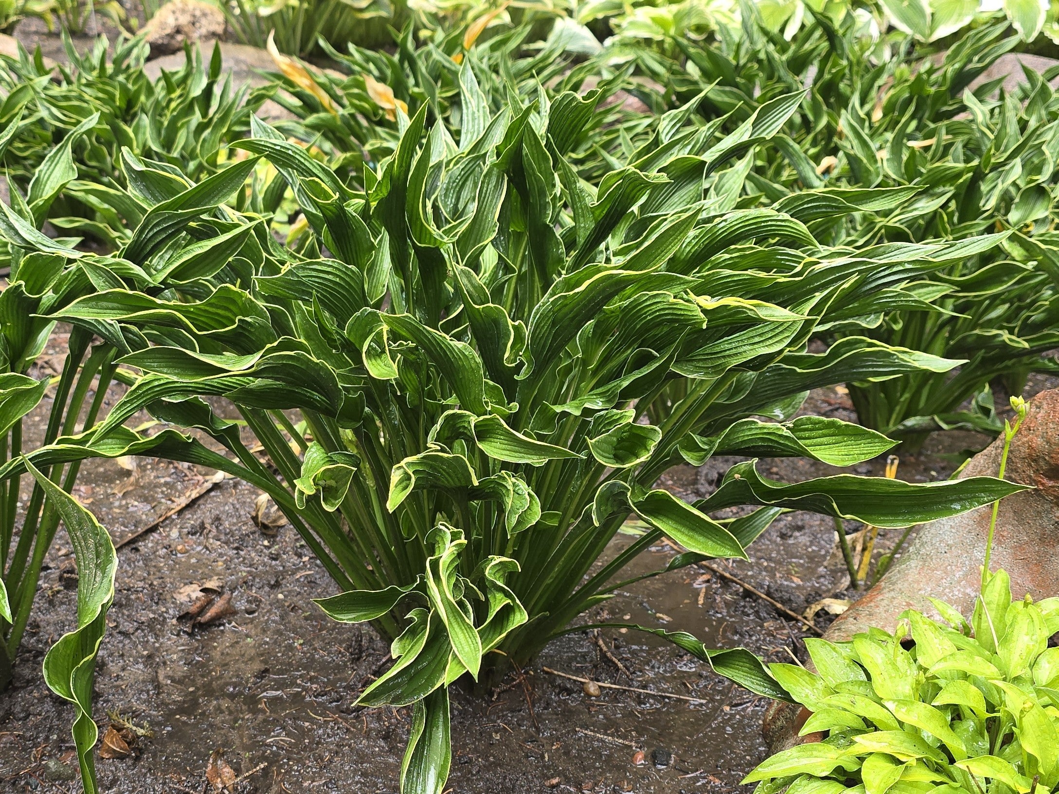 Hosta 'Praying Hands'