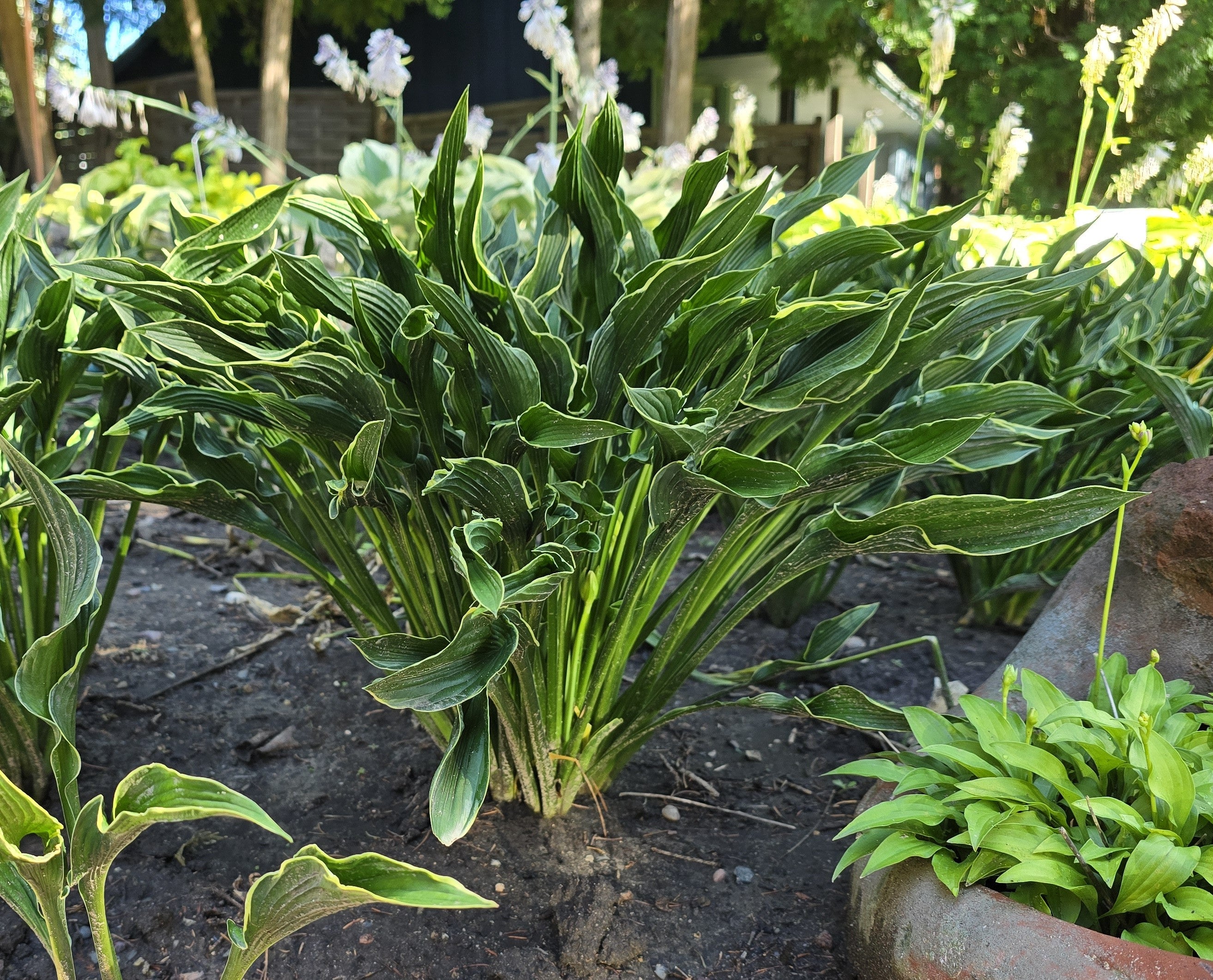 Hosta 'Praying Hands'