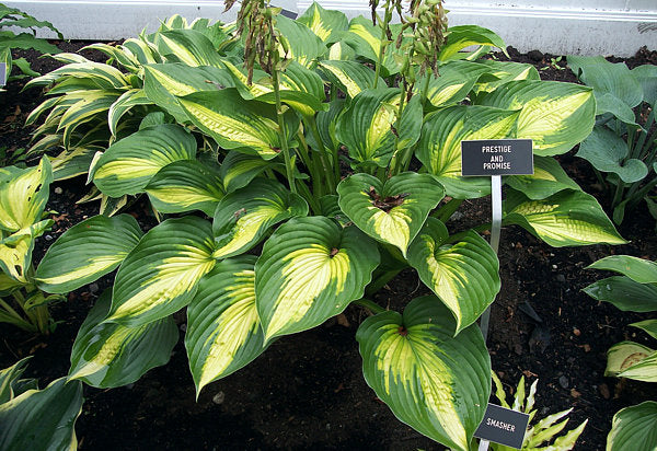 Hosta 'Prestige and Promise'