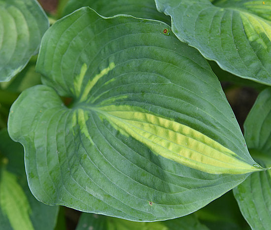 Hosta 'Prestige and Promise'