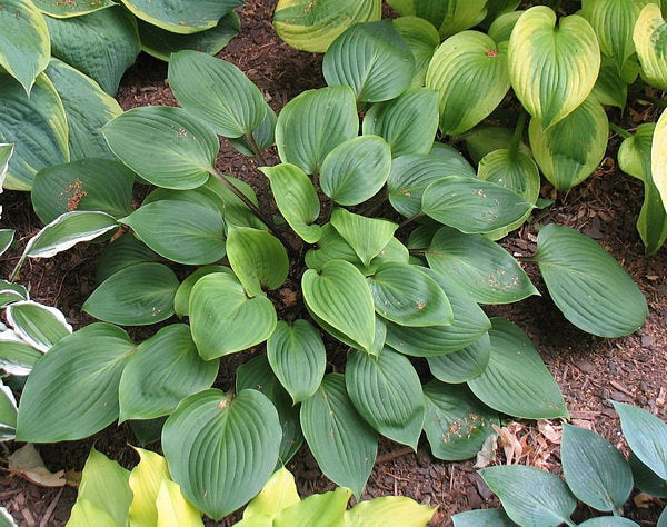 Hosta 'Purple Heart'