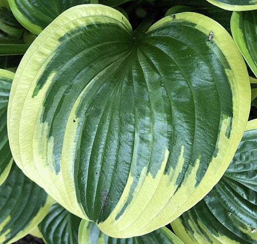 Hosta 'Queen Josephine'