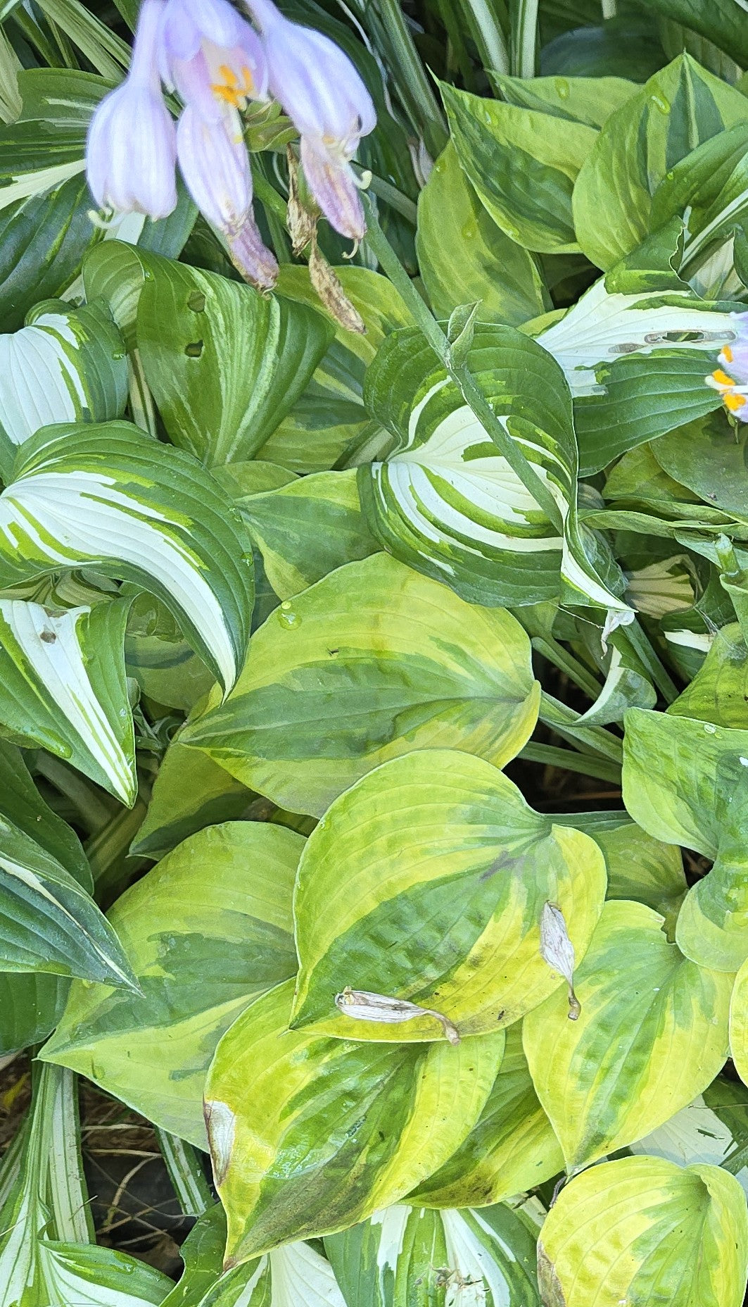 Hosta 'Radiant Edger'