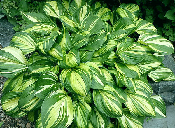 Hosta 'Rainbow's End'