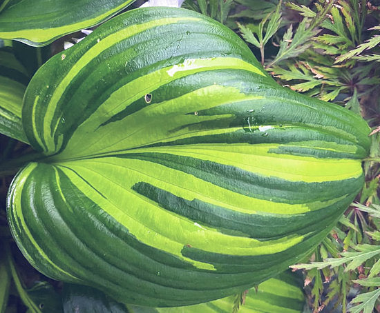 Hosta 'Rainbow's End'