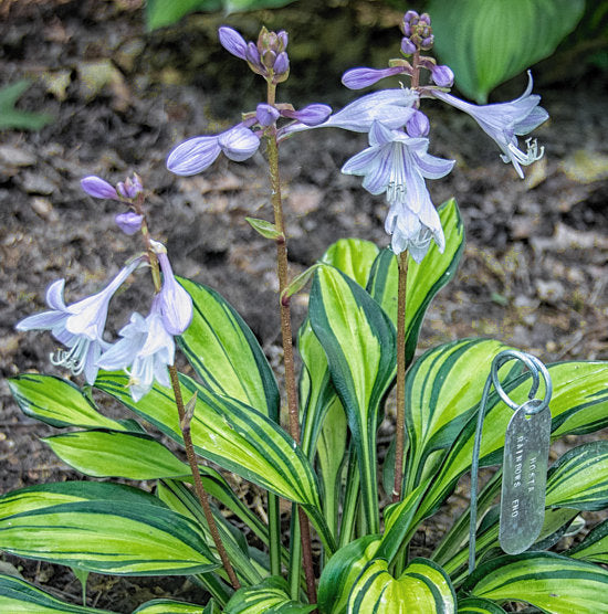 Hosta 'Rainbow's End'