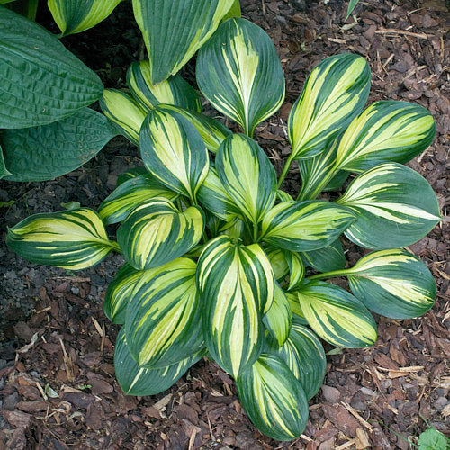 Hosta 'Rainbow's End'