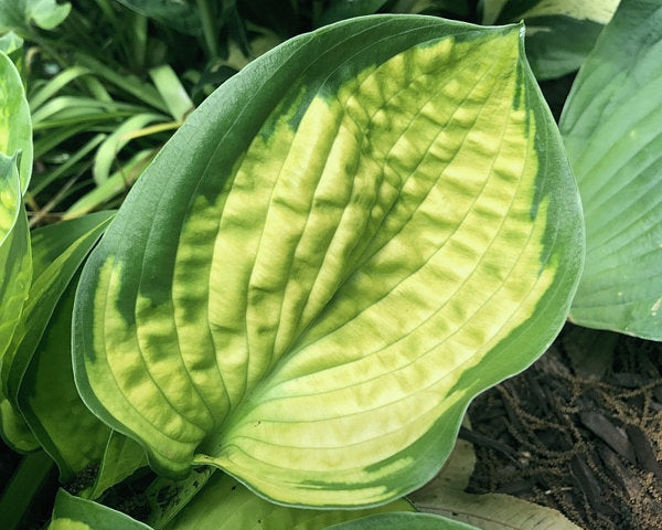 Hosta 'Rainforest Sunshine'