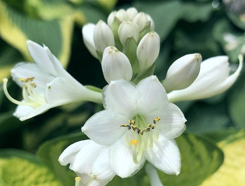 Hosta 'Rainforest Sunshine'