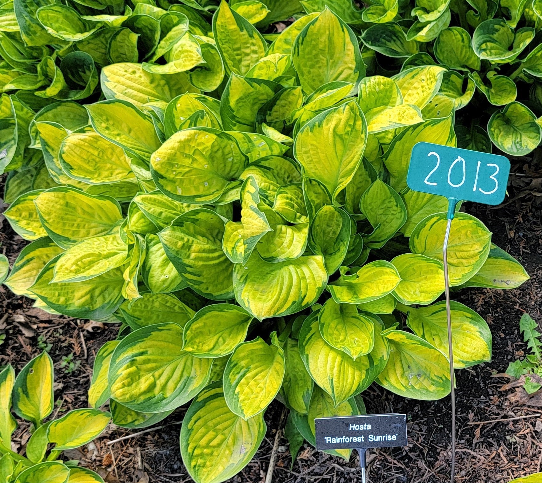 Hosta 'Rainforest Sunshine'