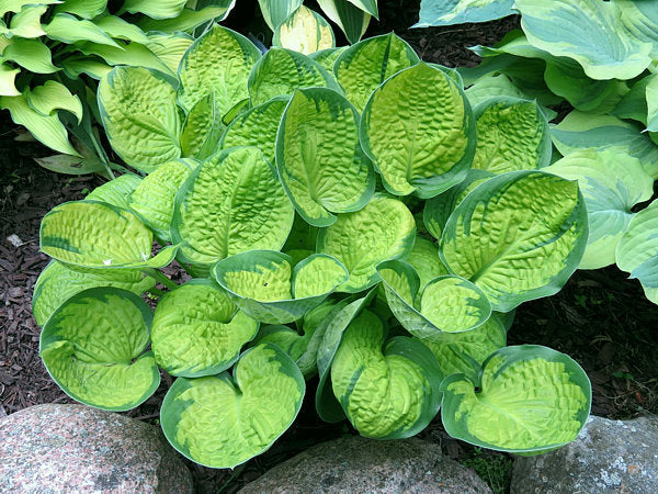Hosta 'Rainforest Sunshine'