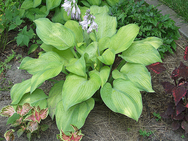 Hosta 'Rascal'