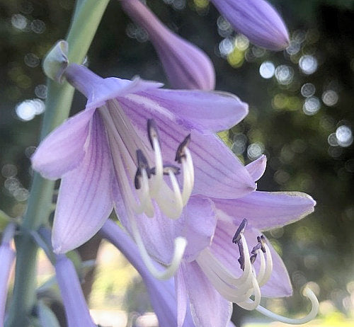 Hosta 'Regal Splendor'