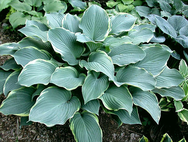Hosta 'Regal Splendor'