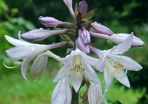 Hosta 'Revolution'