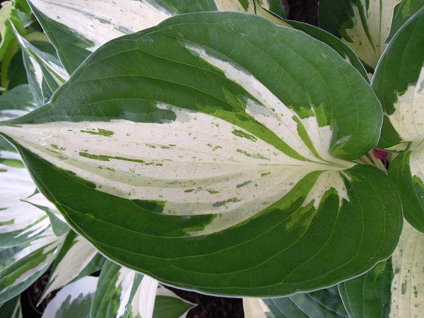 Hosta 'Revolution'
