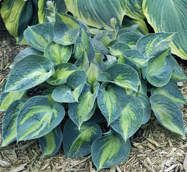 Hosta 'Rhino Hide'