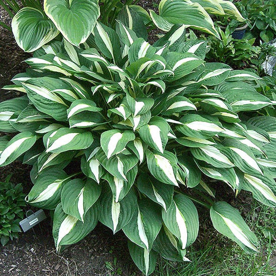 Hosta 'Risky Business'