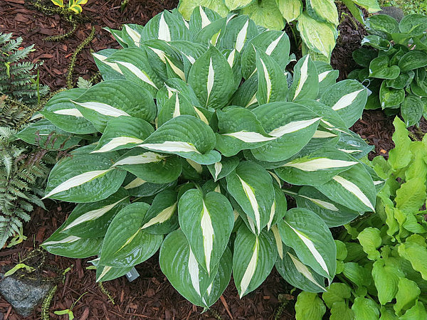 Hosta 'Risky Business'