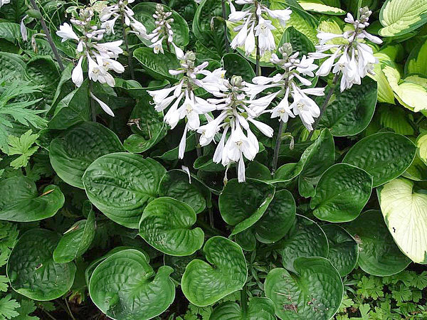 Hosta 'Rosedale Spoons'