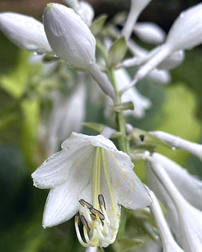 Hosta 'Satisfaction'
