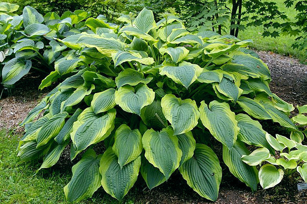 Hosta 'Satisfaction'