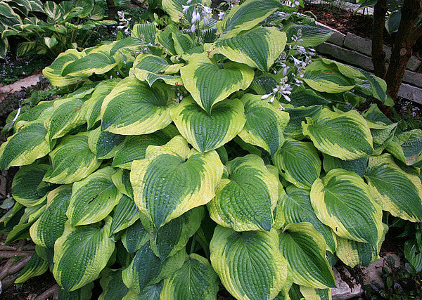 Hosta 'Satisfaction'