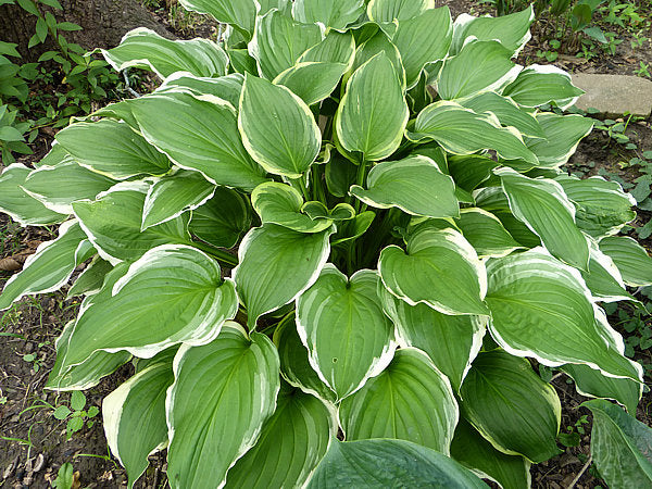 Hosta 'Savannah'