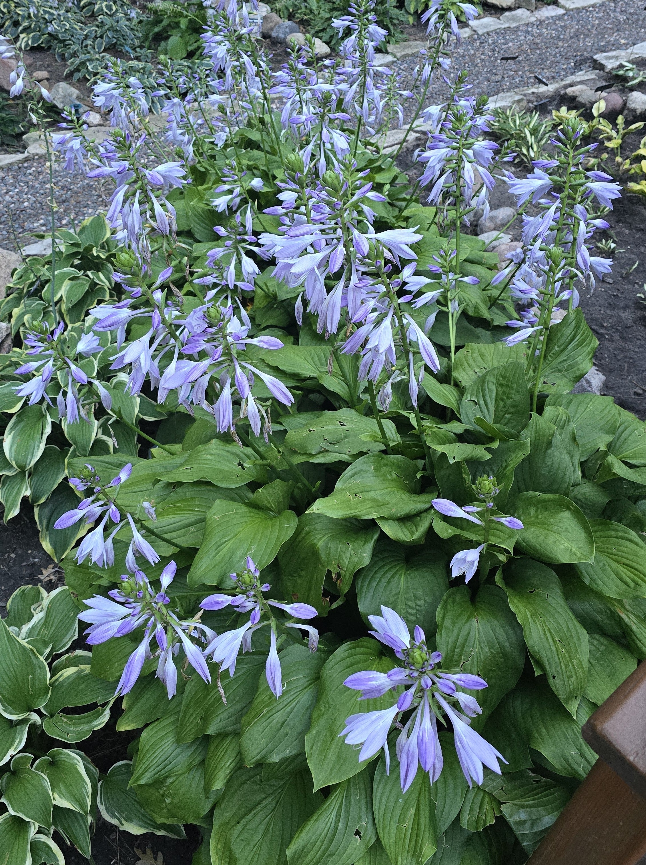 Hosta 'Savannah Emerald'