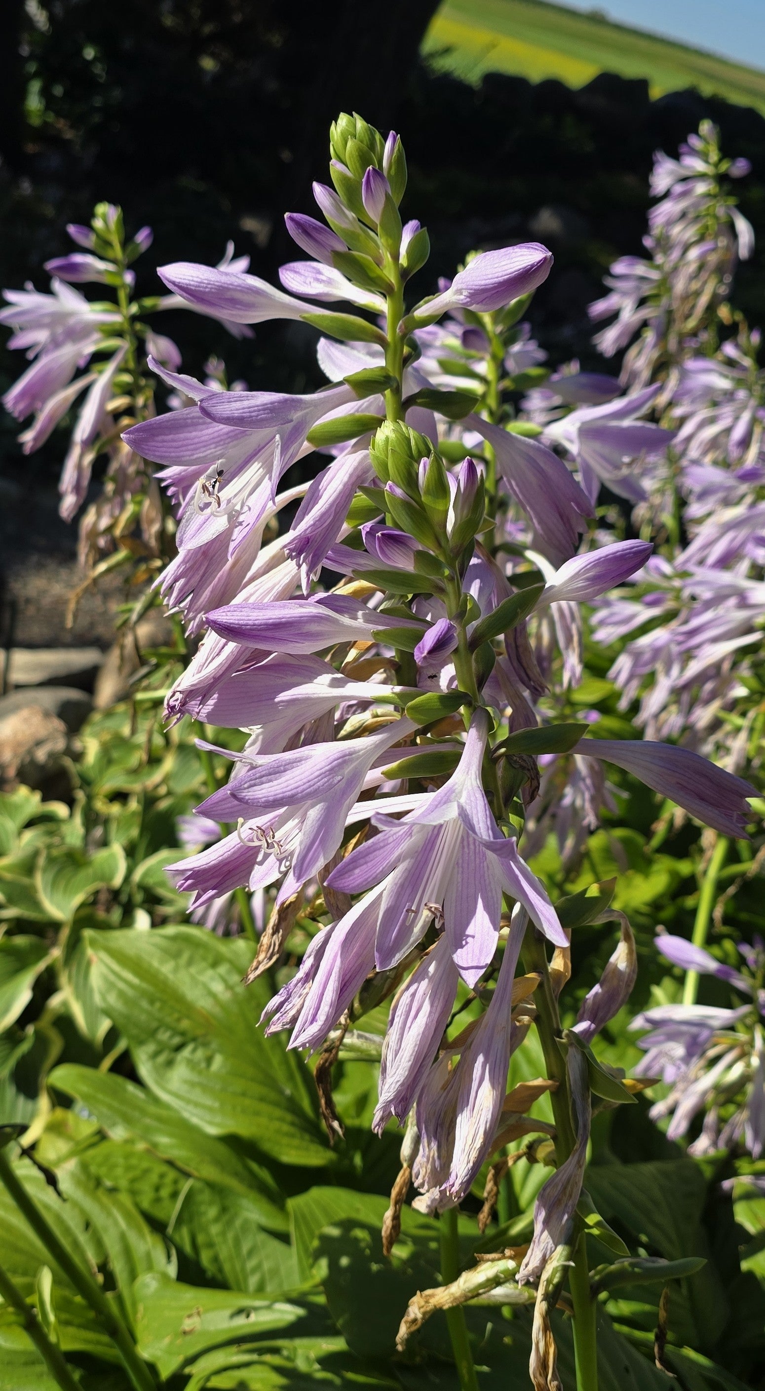 Hosta 'Savannah Emerald'