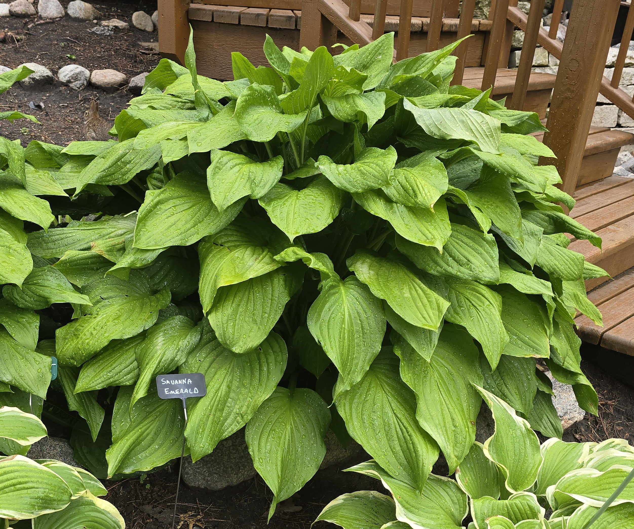 Hosta 'Savannah Emerald'