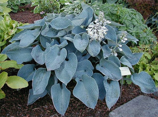Hosta 'Sea Sapphire'