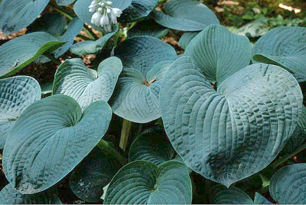 Hosta 'Sea Sapphire'