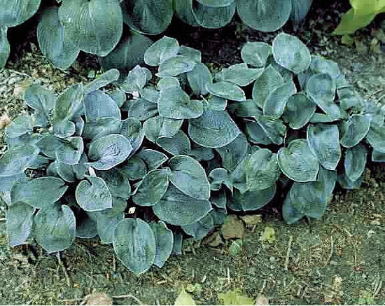 Hosta 'Sea Sapphire'