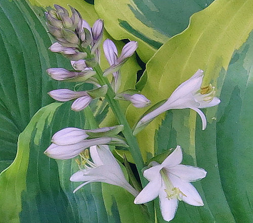 Hosta 'Seducer'