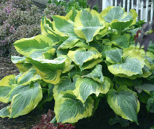 Hosta 'Seducer'