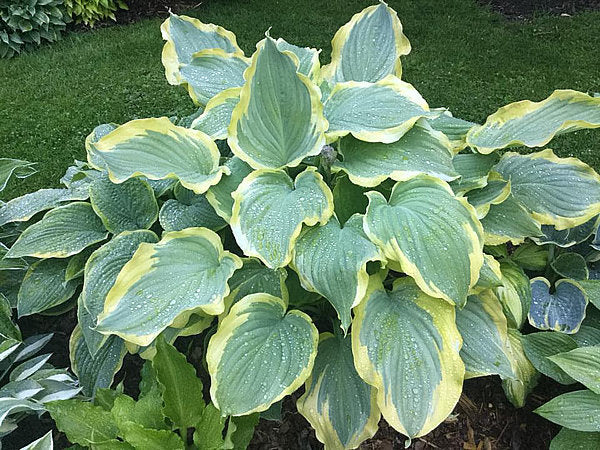 Hosta 'Seducer'