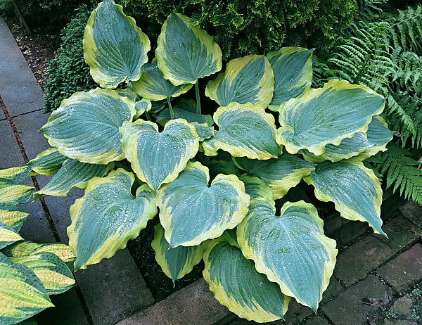 Hosta 'Seducer'