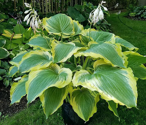 Hosta 'Seducer'