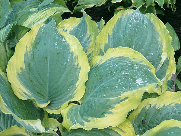 Hosta 'Seducer'