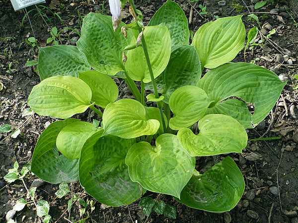 Hosta 'Shade Master'