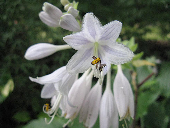 Hosta 'Sky Dancer'