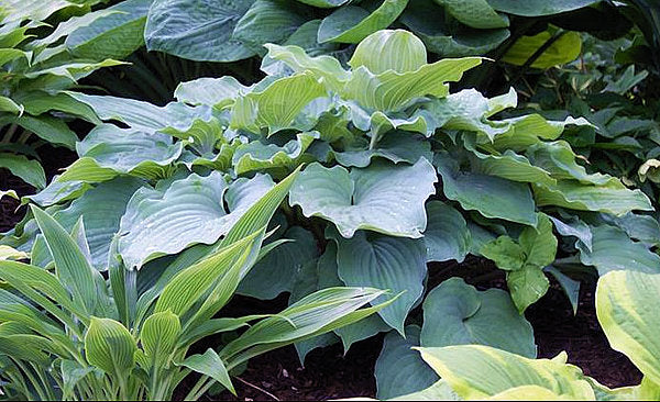 Hosta 'Sky Dancer'