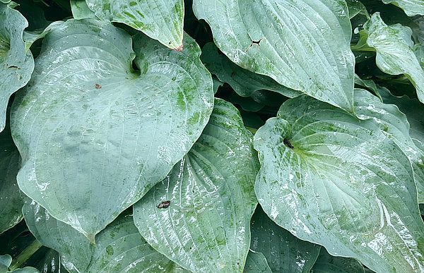 Hosta 'Sky Dancer'